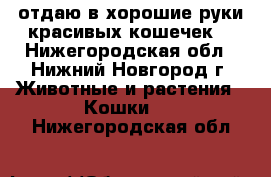 отдаю в хорошие руки красивых кошечек. - Нижегородская обл., Нижний Новгород г. Животные и растения » Кошки   . Нижегородская обл.